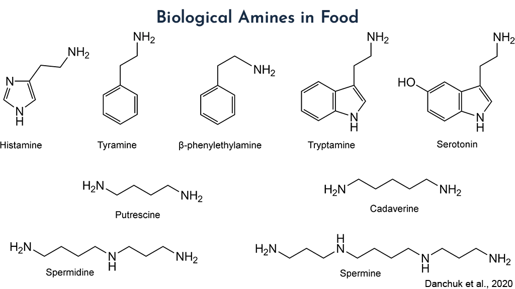 Diagram showing biogenic amines in fermented foods