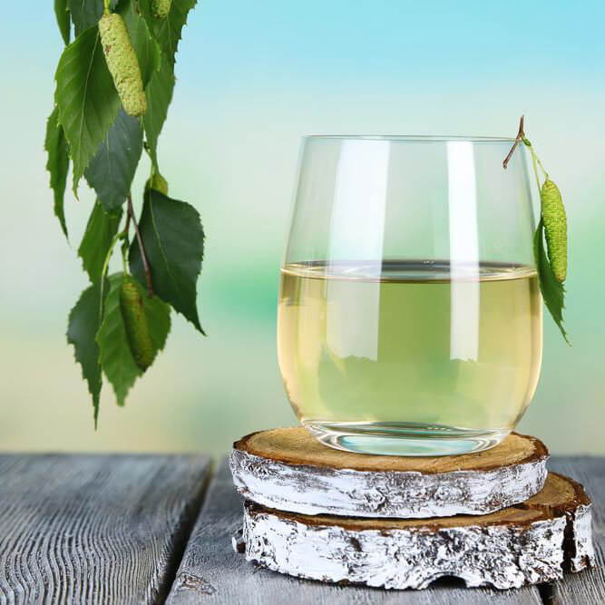 Birch Sap Kvass