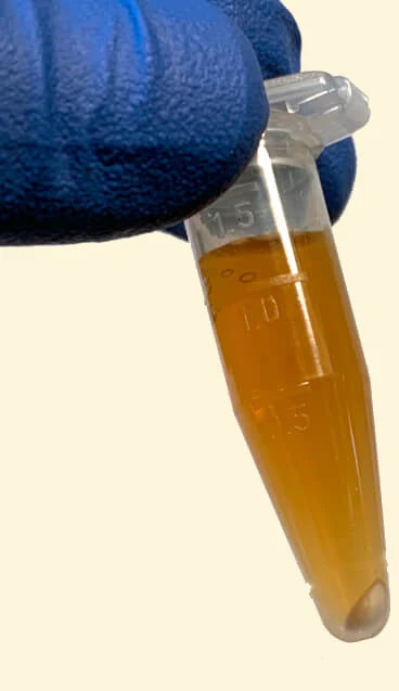 A small tube of Quas after spinning, with a pale pellet of cultures at the bottom