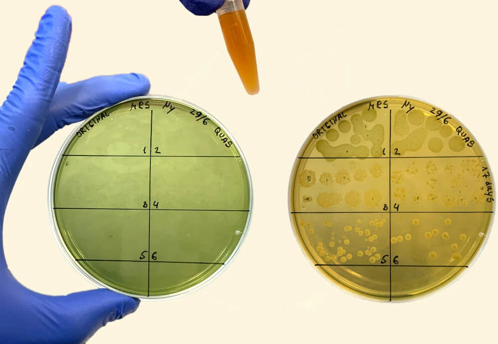 Two growth plates divided into six sectors. The fresh plate is clear; after incubation it is covered in colonies that thin out from sector to sector.